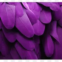 紫色羽毛海报背景