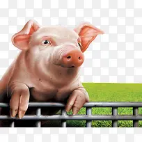 爬在围栏上远望的猪
