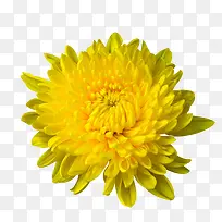 PNG透明菊花