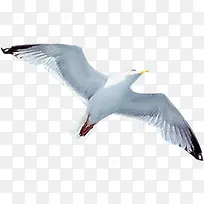 白色海鸥飞扬效果