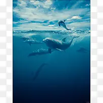 唯美意境海豚海洋