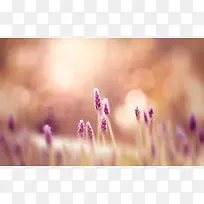 唯美浪漫的紫色小草