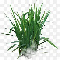 绿色草本植物小麦