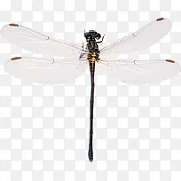 透明翅膀蜻蜓