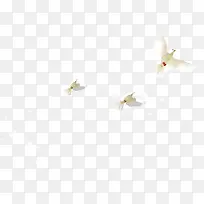 白色飞舞翱翔设计白鸽