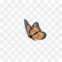 飞舞的枯蝶实物