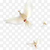 白色飞舞白鸽造型