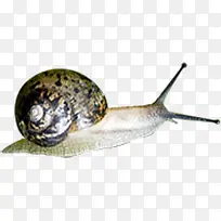爬行动物蜗牛昆虫