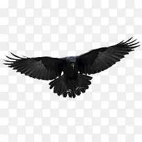 黑色乌鸦展翅飞翔