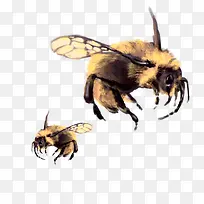 飞翔的蜜蜂免抠图