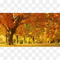 彩色秋天枫叶树林