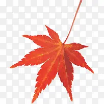红色艺术枫叶造型