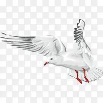白色清新飞鸽装饰图案