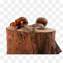 木桩上的蜗牛