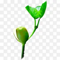 高清摄影绿色的植物小豆芽