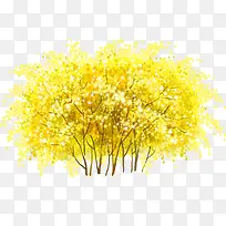 春天清新黄色树林
