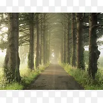 雾朦朦的树林小路