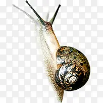 蜗牛爬行可爱手绘动物