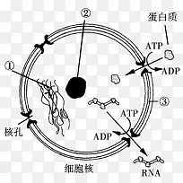 生物细胞核蛋白质分析图