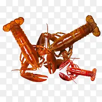 美味的螳螂虾素材
