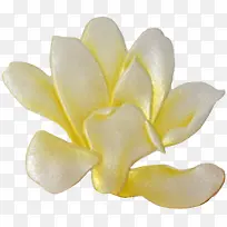 创意合成摄影黄色的花瓣效果