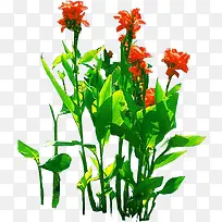现代植物红色小花