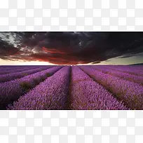 紫色薰衣草庄园浪漫