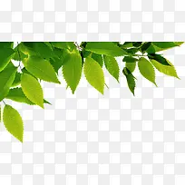 摄影合成绿色的树叶植物效果