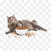 猫与猫粮