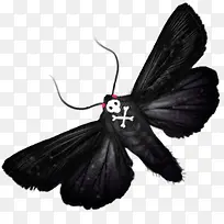 黑色蝴蝶图标