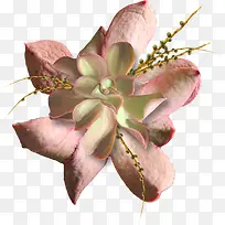 高清粉色高清植物