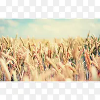 麦子成熟高清素材大图秋天