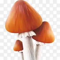 香菇装饰素材矢量