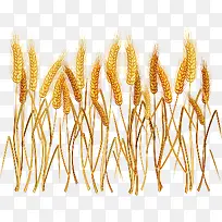 金黄小麦