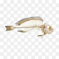 新鲜鱼骨头