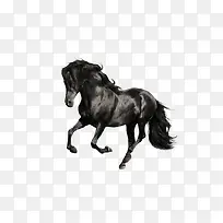 黑色的马