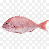 红色鲷鱼生鲜素材