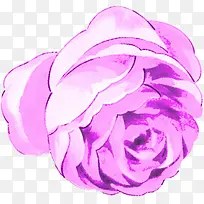手绘美丽紫色玫瑰