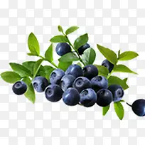 蓝莓植物树叶树枝