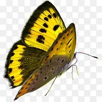 清新高清自然动物蝴蝶