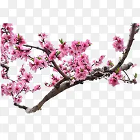 粉色小花花朵树枝