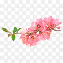 粉色花朵树叶树枝
