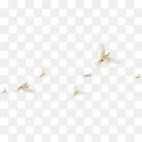白鸽和平飞舞鸟群