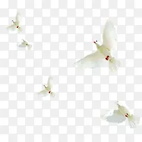 高清白色和平鸽效果设计图