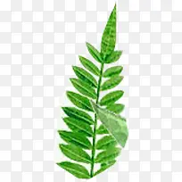 扁平风格合成绿色的手绘草本植物