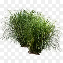 高清摄影绿色草本植物兰草