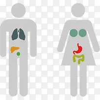矢量扁平风格人体构造