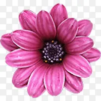 粉色的一朵花