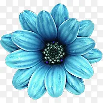 蓝色一朵花