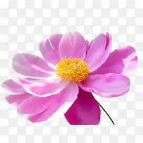 一朵粉色的花